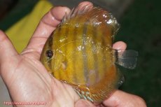 画像1: 【ウィンターセール クーポンご利用で更に10％OFF対象商品】【ワイルドディスカス】【通販】【実は激レア ソリッドイエロー】ウラリアソリッドイエロー　ヤングスター【個体販売】9-11cm（生体）ウラリア産 (1)