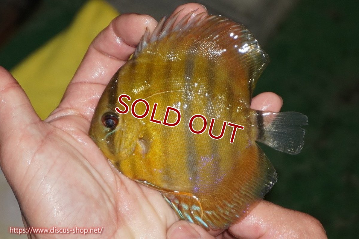 画像2: 【ワイルドディスカス】【通販】【実は激レア ソリッドイエロー】ウラリアソリッドイエロー　ヤングスター【個体販売】9-11cm（生体）ウラリア産 (2)