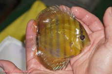 画像2: 【ウィンターセール クーポンご利用で更に10％OFF対象商品】【ワイルドディスカス】【通販】【実は激レア ソリッドイエロー】ウラリアソリッドイエロー　ヤングスター【個体販売】9-11cm（生体）ウラリア産 (2)