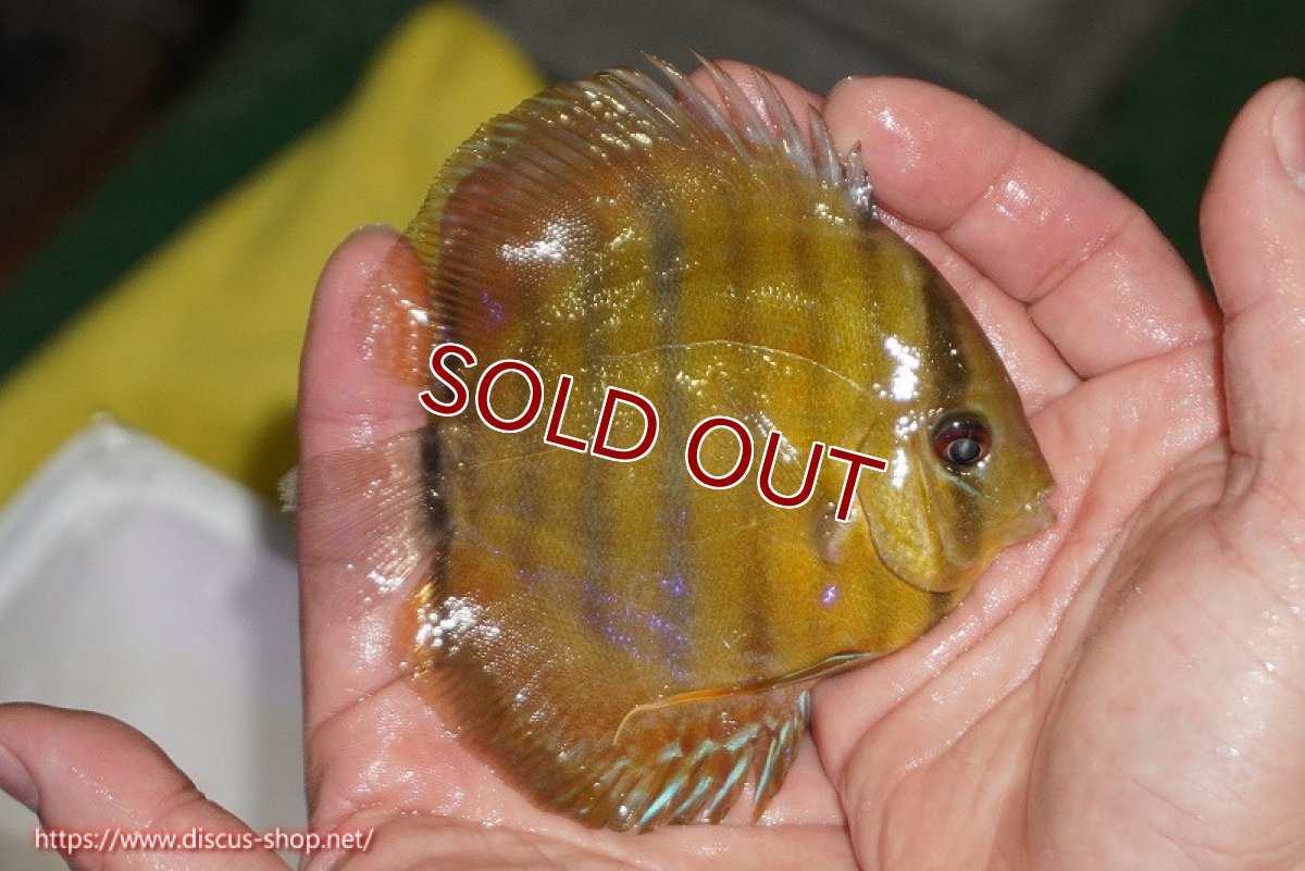 画像3: 【ワイルドディスカス】【通販】【実は激レア ソリッドイエロー】ウラリアソリッドイエロー　ヤングスター【個体販売】9-11cm（生体）ウラリア産 (3)