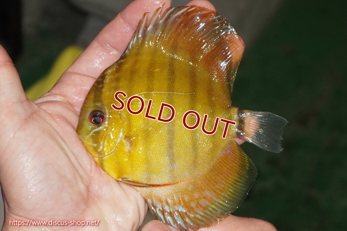 画像1: 【ワイルドディスカス】【通販】【実は激レア ソリッドイエロー】ウラリアソリッドイエロー　ヤングスター【個体販売】9-11cm（生体）ウラリア産 (1)