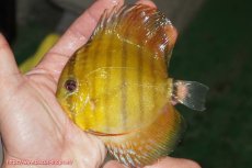 画像1: 【ウィンターセール クーポンご利用で更に10％OFF対象商品】【ワイルドディスカス】【通販】【実は激レア ソリッドイエロー】ウラリアソリッドイエロー　ヤングスター【個体販売】9-11cm（生体）ウラリア産 (1)