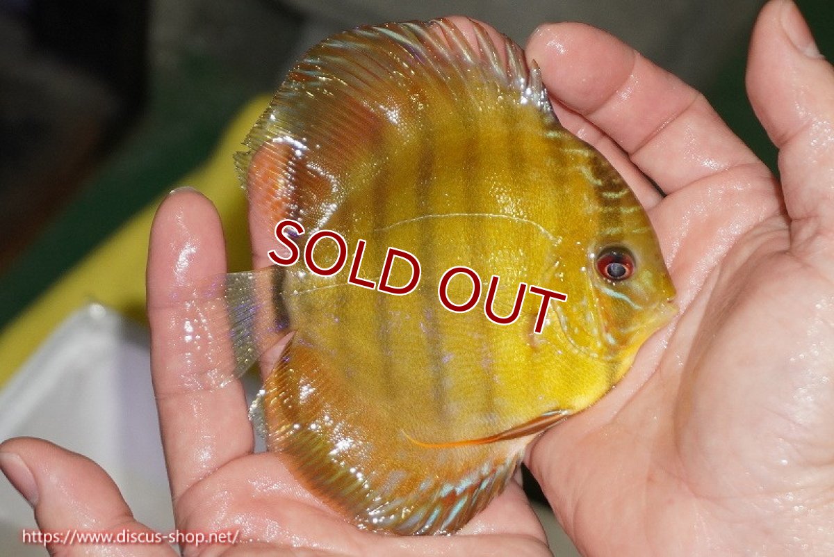 画像2: 【ワイルドディスカス】【通販】【実は激レア ソリッドイエロー】ウラリアソリッドイエロー　ヤングスター【個体販売】9-11cm（生体）ウラリア産 (2)