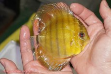 画像2: 【ウィンターセール クーポンご利用で更に10％OFF対象商品】【ワイルドディスカス】【通販】【実は激レア ソリッドイエロー】ウラリアソリッドイエロー　ヤングスター【個体販売】9-11cm（生体）ウラリア産 (2)