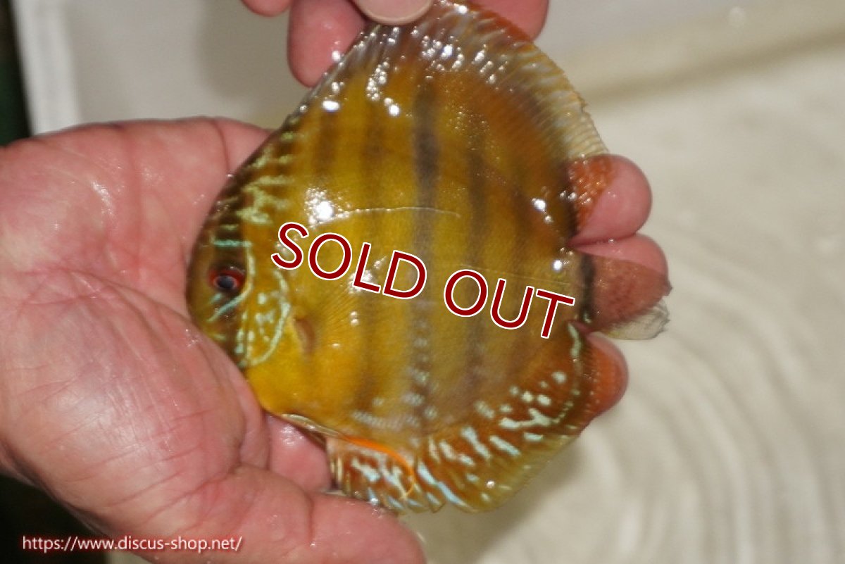 画像1: 【ワイルドディスカス】【通販】ウラリアソリッドイエローセンターバー　ヤングスター【個体販売】9-11cm（生体）ウラリア産 (1)