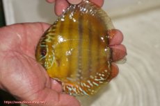 画像1: 【ウィンターセール クーポンご利用で更に10％OFF対象商品】【ワイルドディスカス】【通販】ウラリアソリッドイエローセンターバー　ヤングスター【個体販売】9-11cm（生体）ウラリア産 (1)