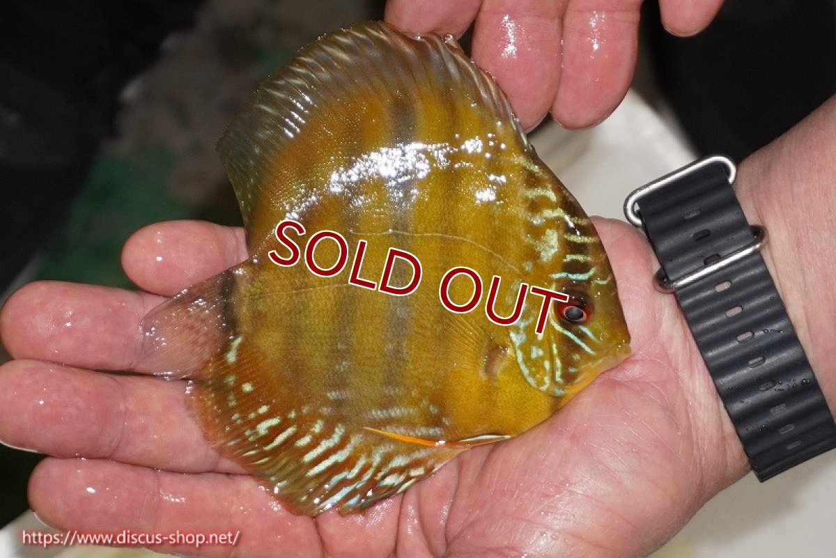 画像2: 【ワイルドディスカス】【通販】ウラリアソリッドイエローセンターバー　ヤングスター【個体販売】9-11cm（生体）ウラリア産 (2)
