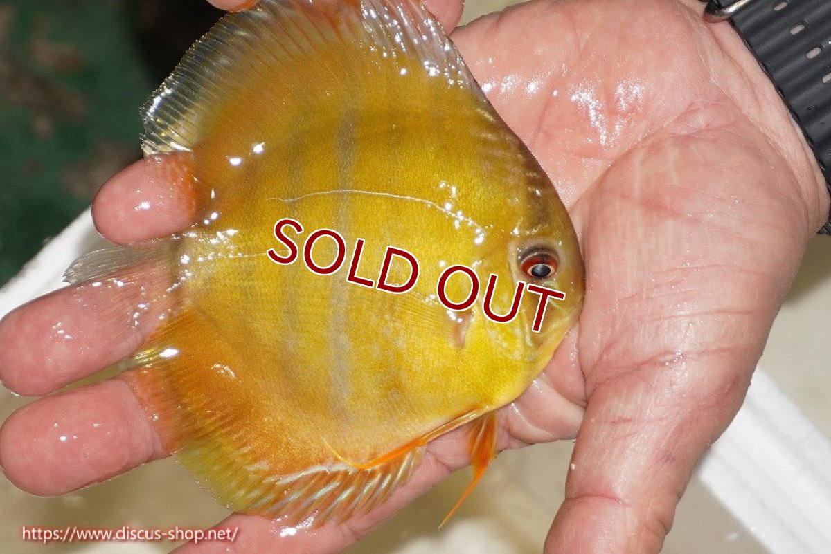 画像2: 【ワイルドディスカス】【通販】ウラリアソリッドイエローセンターバー　ヤングスター【個体販売】9-11cm（生体）ウラリア産 (2)