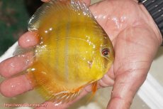 画像2: 【ウィンターセール クーポンご利用で更に10％OFF対象商品】【ワイルドディスカス】【通販】ウラリアソリッドイエローセンターバー　ヤングスター【個体販売】9-11cm（生体）ウラリア産 (2)