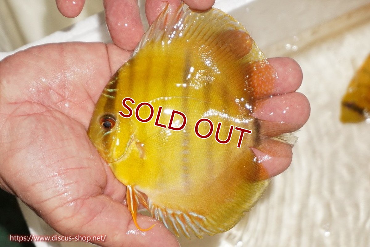 画像1: 【ワイルドディスカス】【通販】ウラリアソリッドイエローセンターバー　ヤングスター【個体販売】9-11cm（生体）ウラリア産 (1)