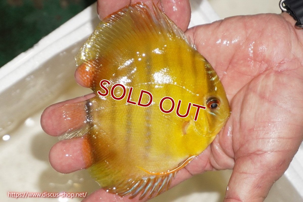 画像2: 【ワイルドディスカス】【通販】ウラリアソリッドイエローセンターバー　ヤングスター【個体販売】9-11cm（生体）ウラリア産 (2)