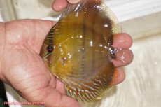 画像1: 【ウィンターセール クーポンご利用で更に10％OFF対象商品】【ワイルドディスカス】【通販】ウラリアソリッドイエローセンターバー　ヤングスター【個体販売】9-11cm（生体）ウラリア産 (1)