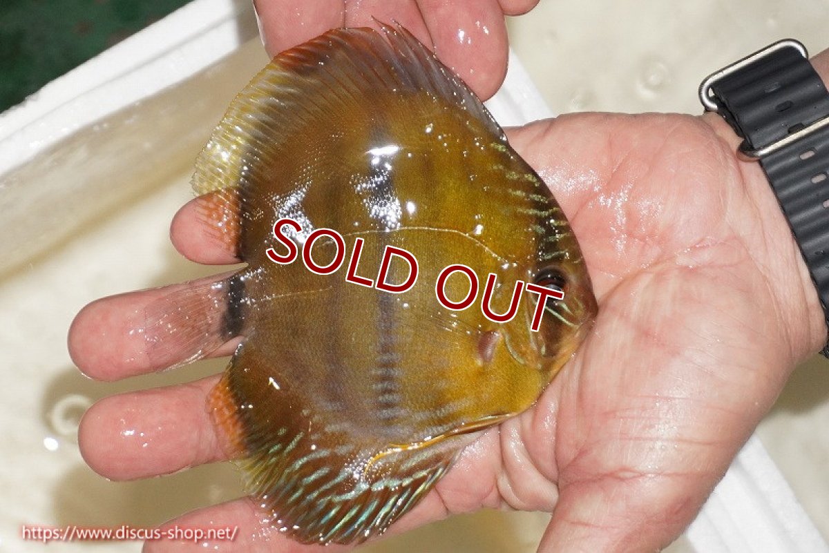 画像2: 【ワイルドディスカス】【通販】ウラリアソリッドイエローセンターバー　ヤングスター【個体販売】9-11cm（生体）ウラリア産 (2)
