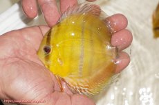 画像1: 【ウィンターセール クーポンご利用で更に10％OFF対象商品】【ワイルドディスカス】【通販】ウラリアソリッドイエローセンターバー　ヤングスター【個体販売】9-11cm（生体）ウラリア産 (1)