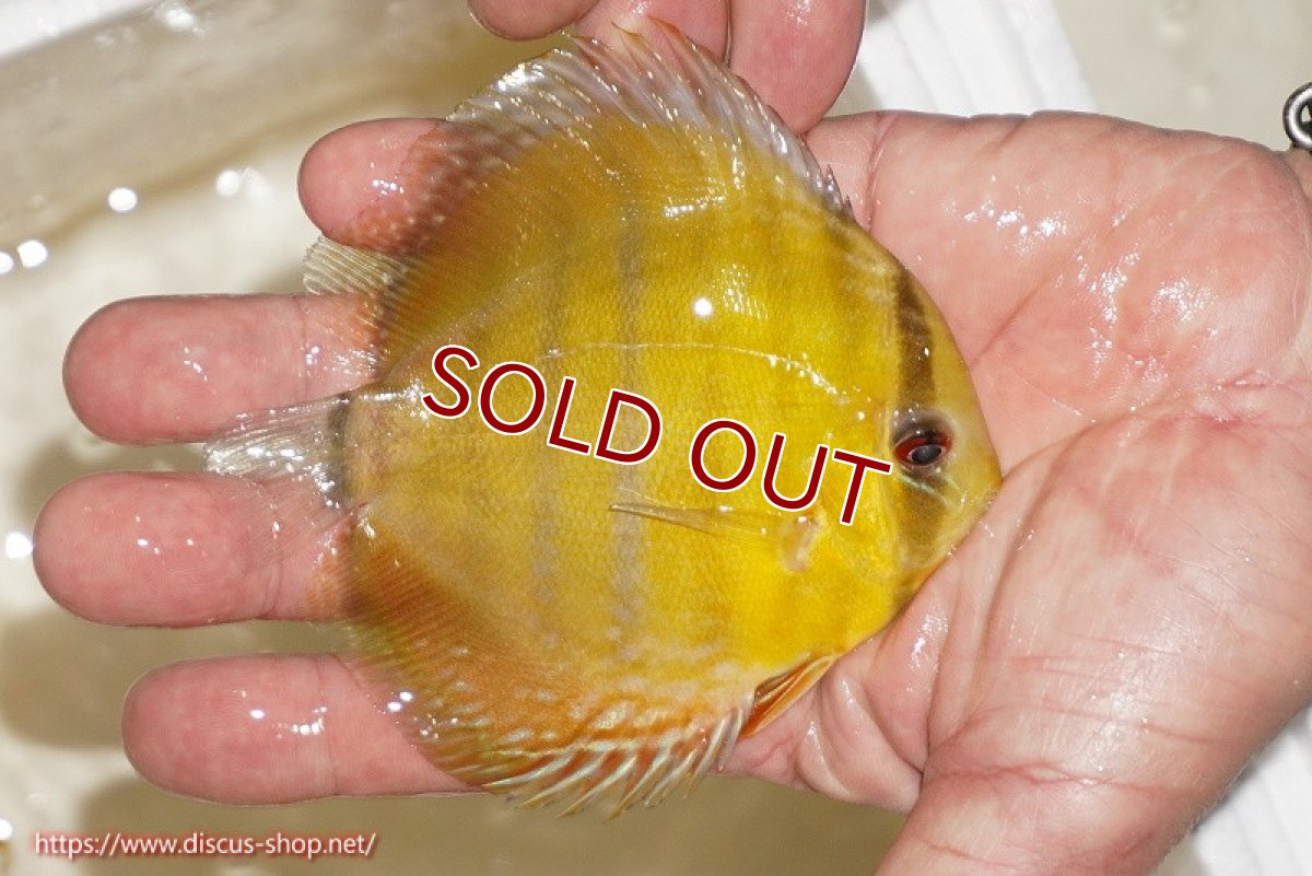 画像2: 【ワイルドディスカス】【通販】ウラリアソリッドイエローセンターバー　ヤングスター【個体販売】9-11cm（生体）ウラリア産 (2)