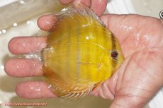 画像2: 【ウィンターセール クーポンご利用で更に10％OFF対象商品】【ワイルドディスカス】【通販】ウラリアソリッドイエローセンターバー　ヤングスター【個体販売】9-11cm（生体）ウラリア産 (2)