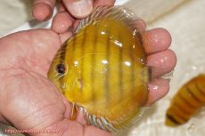 画像1: 【ウィンターセール クーポンご利用で更に10％OFF対象商品】【ワイルドディスカス】【通販】ウラリアソリッドイエローセンターバー　ヤングスター【個体販売】9-11cm（生体）ウラリア産 (1)