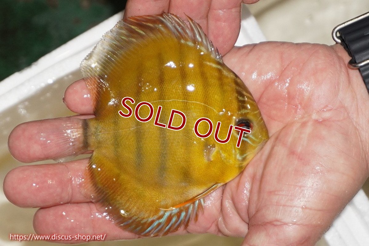 画像2: 【ワイルドディスカス】【通販】ウラリアソリッドイエローセンターバー　ヤングスター【個体販売】9-11cm（生体）ウラリア産 (2)