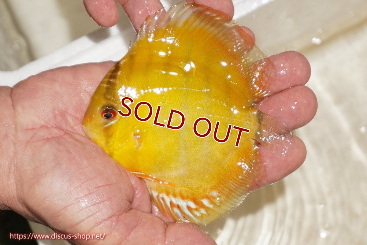 画像1: 【ワイルドディスカス】【通販】ウラリアソリッドイエローセンターバー　ヤングスター【個体販売】9-11cm（生体）ウラリア産 (1)