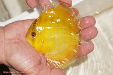 画像1: 【ウィンターセール クーポンご利用で更に10％OFF対象商品】【ワイルドディスカス】【通販】ウラリアソリッドイエローセンターバー　ヤングスター【個体販売】9-11cm（生体）ウラリア産 (1)