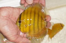 画像1: 【ウィンターセール クーポンご利用で更に10％OFF対象商品】【ワイルドディスカス】【通販】ウラリアソリッドイエローセンターバー　ヤングスター【個体販売】9-11cm（生体）ウラリア産 (1)