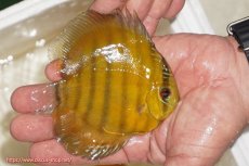 画像2: 【ウィンターセール クーポンご利用で更に10％OFF対象商品】【ワイルドディスカス】【通販】ウラリアソリッドイエローセンターバー　ヤングスター【個体販売】9-11cm（生体）ウラリア産 (2)