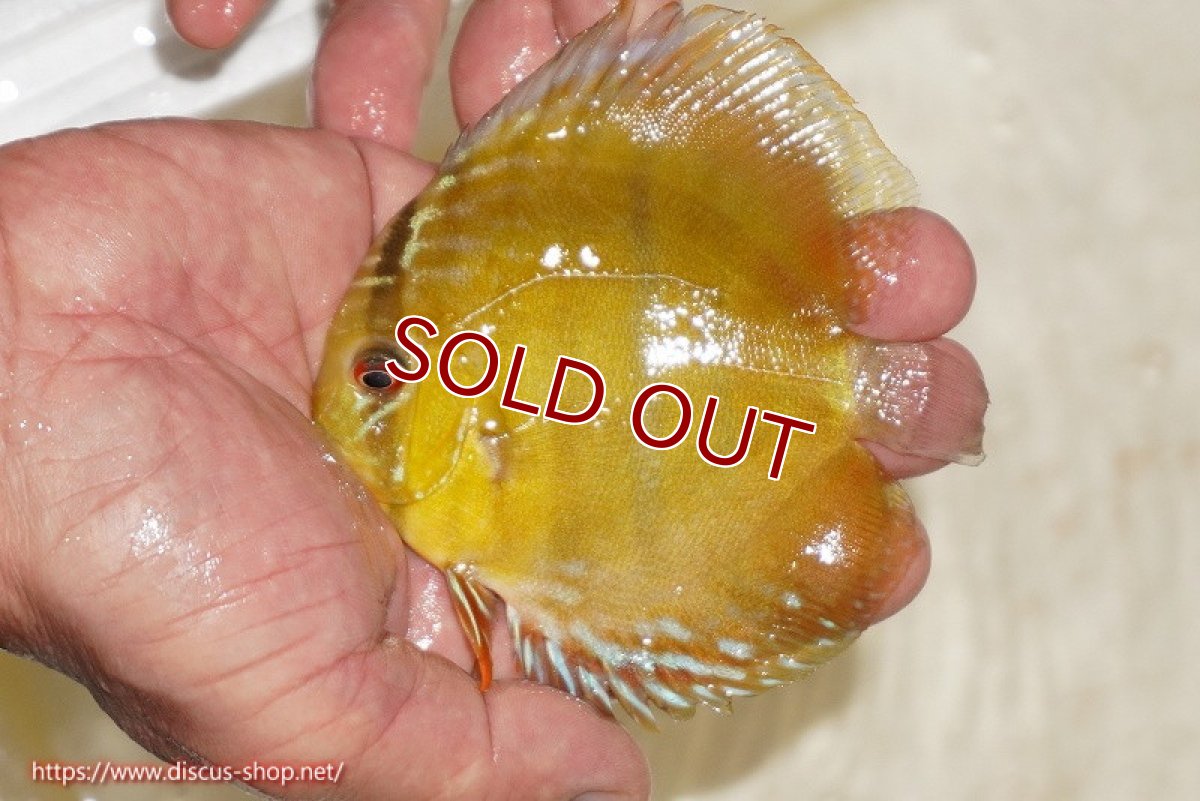 画像1: 【ワイルドディスカス】【通販】ウラリアソリッドイエローセンターバー　ヤングスター【個体販売】9-11cm（生体）ウラリア産 (1)