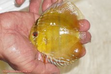 画像1: 【ウィンターセール クーポンご利用で更に10％OFF対象商品】【ワイルドディスカス】【通販】ウラリアソリッドイエローセンターバー　ヤングスター【個体販売】9-11cm（生体）ウラリア産 (1)