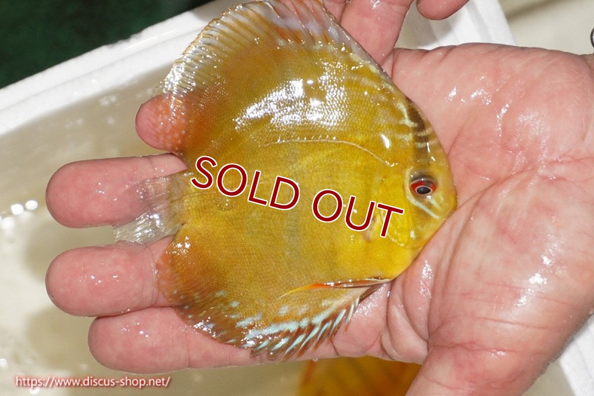 画像2: 【ワイルドディスカス】【通販】ウラリアソリッドイエローセンターバー　ヤングスター【個体販売】9-11cm（生体）ウラリア産 (2)