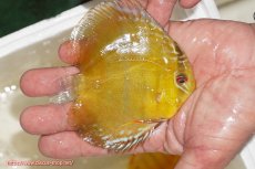 画像2: 【ウィンターセール クーポンご利用で更に10％OFF対象商品】【ワイルドディスカス】【通販】ウラリアソリッドイエローセンターバー　ヤングスター【個体販売】9-11cm（生体）ウラリア産 (2)