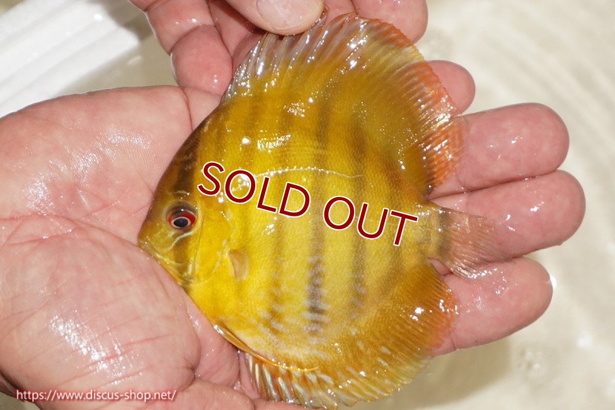 画像1: 【ワイルドディスカス】【通販】ウラリアソリッドイエローセンターバー　ヤングスター【個体販売】9-11cm（生体）ウラリア産 (1)