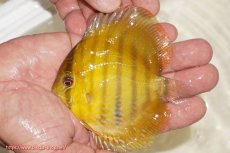 画像1: 【ウィンターセール クーポンご利用で更に10％OFF対象商品】【ワイルドディスカス】【通販】ウラリアソリッドイエローセンターバー　ヤングスター【個体販売】9-11cm（生体）ウラリア産 (1)