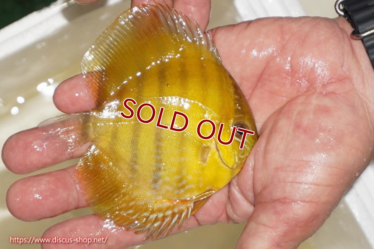 画像2: 【ワイルドディスカス】【通販】ウラリアソリッドイエローセンターバー　ヤングスター【個体販売】9-11cm（生体）ウラリア産 (2)