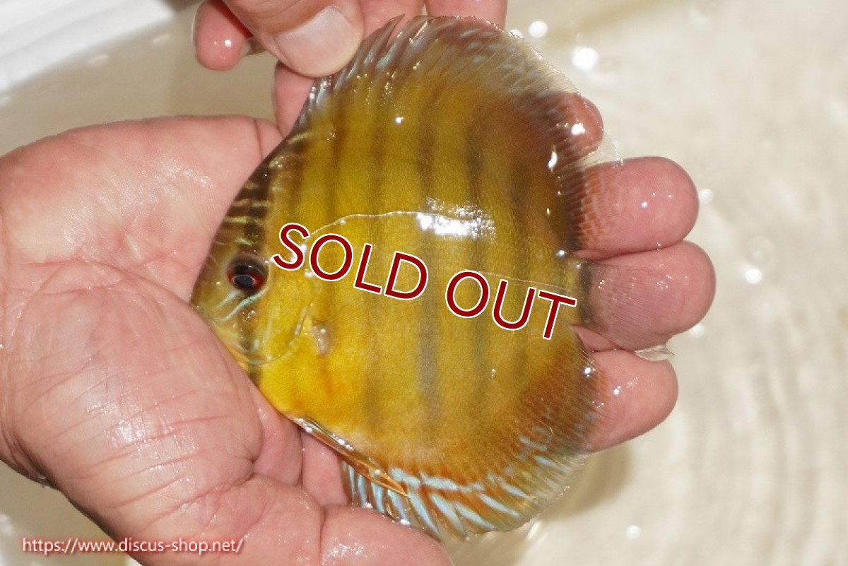 画像1: 【ワイルドディスカス】【通販】ウラリアソリッドイエローセンターバー　ヤングスター【個体販売】9-11cm（生体）ウラリア産 (1)