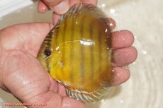 画像1: 【ウィンターセール クーポンご利用で更に10％OFF対象商品】【ワイルドディスカス】【通販】ウラリアソリッドイエローセンターバー　ヤングスター【個体販売】9-11cm（生体）ウラリア産 (1)