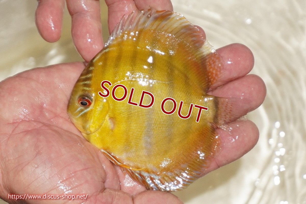 画像1: 【ワイルドディスカス】【通販】ウラリアソリッドイエローセンターバー　ヤングスター【個体販売】9-11cm（生体）ウラリア産 (1)