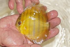 画像1: 【ウィンターセール クーポンご利用で更に10％OFF対象商品】【ワイルドディスカス】【通販】ウラリアソリッドイエローセンターバー　ヤングスター【個体販売】9-11cm（生体）ウラリア産 (1)