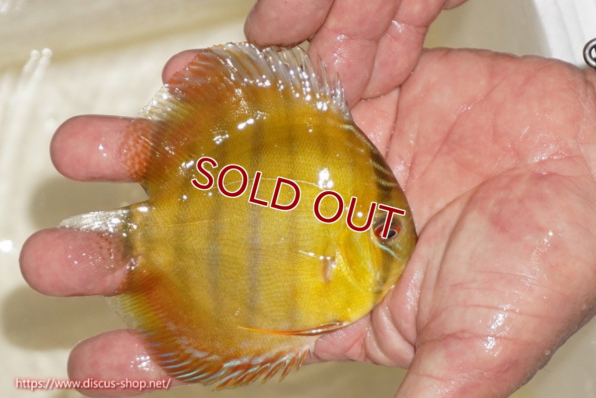 画像2: 【ワイルドディスカス】【通販】ウラリアソリッドイエローセンターバー　ヤングスター【個体販売】9-11cm（生体）ウラリア産 (2)