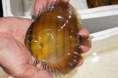 画像1: 【ウィンターセール クーポンご利用で更に10％OFF対象商品】【ワイルドディスカス】【通販】ウラリアソリッドイエローセンターバー　ヤングスター【個体販売】9-11cm（生体）ウラリア産 (1)