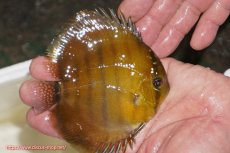 画像2: 【ウィンターセール クーポンご利用で更に10％OFF対象商品】【ワイルドディスカス】【通販】ウラリアソリッドイエローセンターバー　ヤングスター【個体販売】9-11cm（生体）ウラリア産 (2)