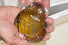 画像1: 【ウィンターセール クーポンご利用で更に10％OFF対象商品】【ワイルドディスカス】【通販】ウラリアソリッドイエローセンターバー　ヤングスター【個体販売】9-11cm（生体）ウラリア産 (1)