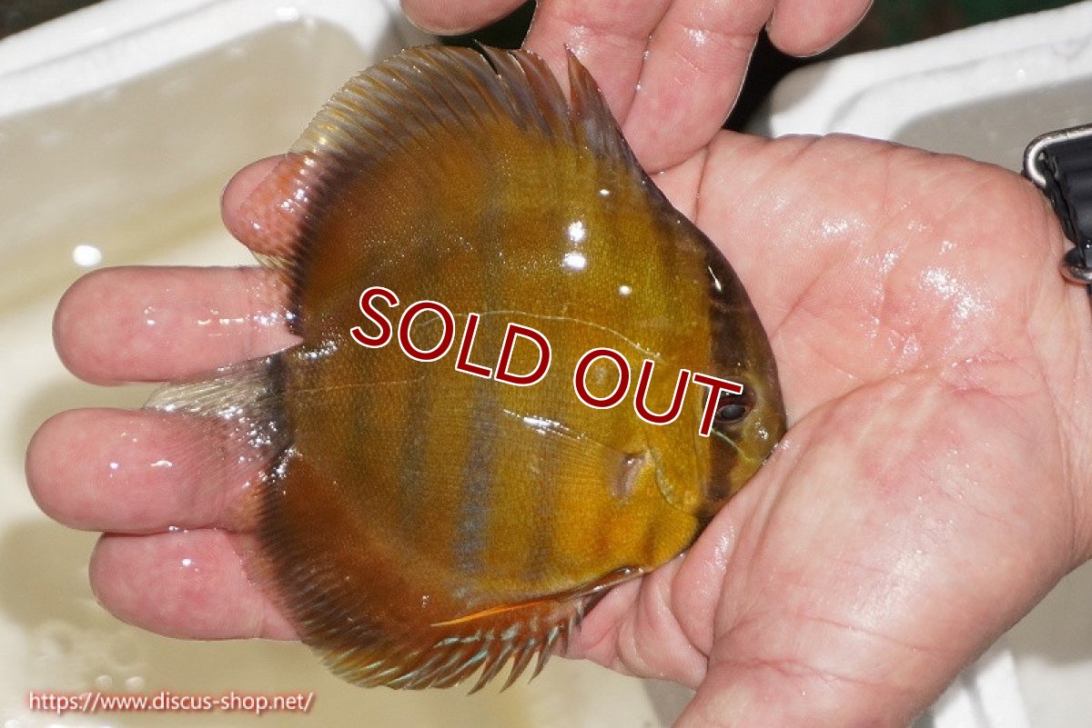 画像2: 【ワイルドディスカス】【通販】ウラリアソリッドイエローセンターバー　ヤングスター【個体販売】9-11cm（生体）ウラリア産 (2)