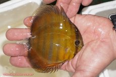 画像2: 【ウィンターセール クーポンご利用で更に10％OFF対象商品】【ワイルドディスカス】【通販】ウラリアソリッドイエローセンターバー　ヤングスター【個体販売】9-11cm（生体）ウラリア産 (2)