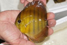 画像1: 【ウィンターセール クーポンご利用で更に10％OFF対象商品】【ワイルドディスカス】【通販】ウラリアソリッドイエローセンターバー　ヤングスター【個体販売】9-11cm（生体）ウラリア産 (1)