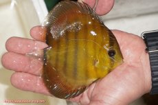 画像2: 【ウィンターセール クーポンご利用で更に10％OFF対象商品】【ワイルドディスカス】【通販】ウラリアソリッドイエローセンターバー　ヤングスター【個体販売】9-11cm（生体）ウラリア産 (2)