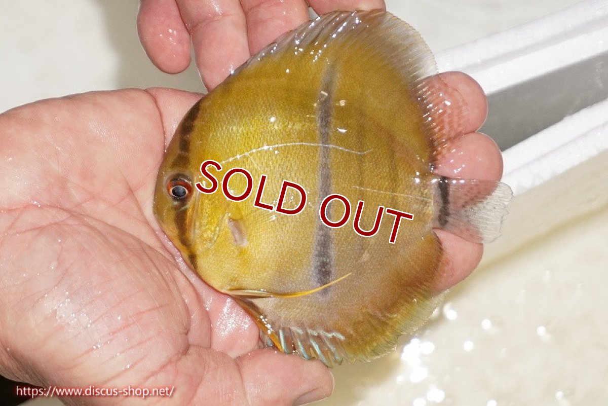 画像1: 【ワイルドディスカス】【通販】ウラリアソリッドイエローセンターバー　ヤングスター【個体販売】9-11cm（生体）ウラリア産 (1)