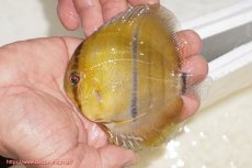 画像1: 【ウィンターセール クーポンご利用で更に10％OFF対象商品】【ワイルドディスカス】【通販】ウラリアソリッドイエローセンターバー　ヤングスター【個体販売】9-11cm（生体）ウラリア産 (1)