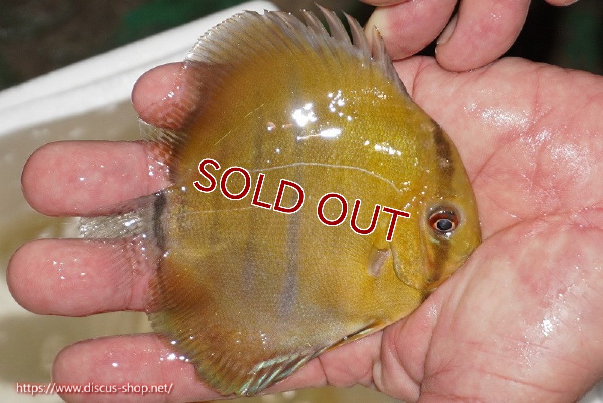 画像2: 【ワイルドディスカス】【通販】ウラリアソリッドイエローセンターバー　ヤングスター【個体販売】9-11cm（生体）ウラリア産 (2)