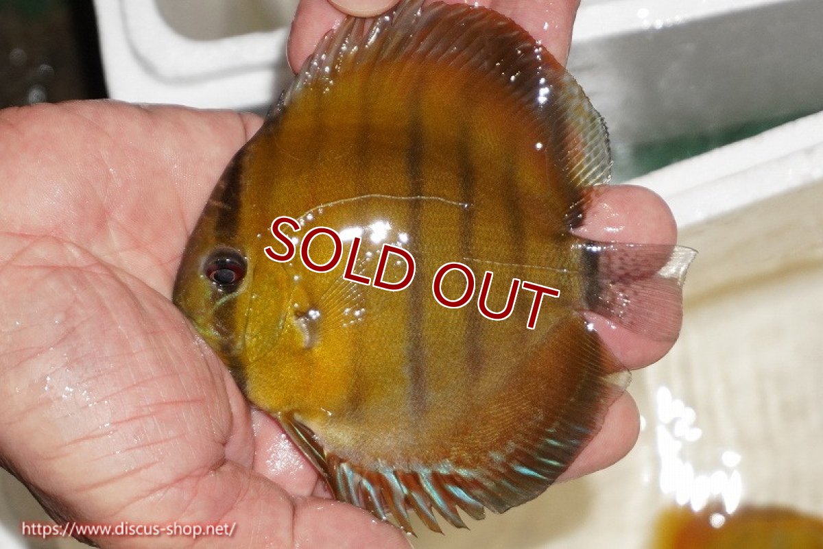 画像1: 【ワイルドディスカス】【通販】ウラリアソリッドイエローセンターバー　ヤングスター【個体販売】9-11cm（生体）ウラリア産 (1)