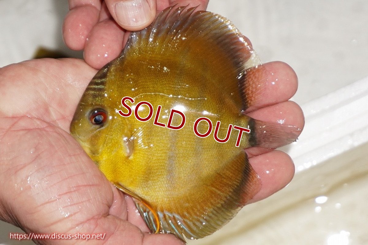 画像1: 【ワイルドディスカス】【通販】ウラリアソリッドイエローセンターバー　ヤングスター【個体販売】9-11cm（生体）ウラリア産 (1)